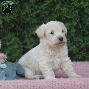 Reeses, West Highland Terrier Puppy